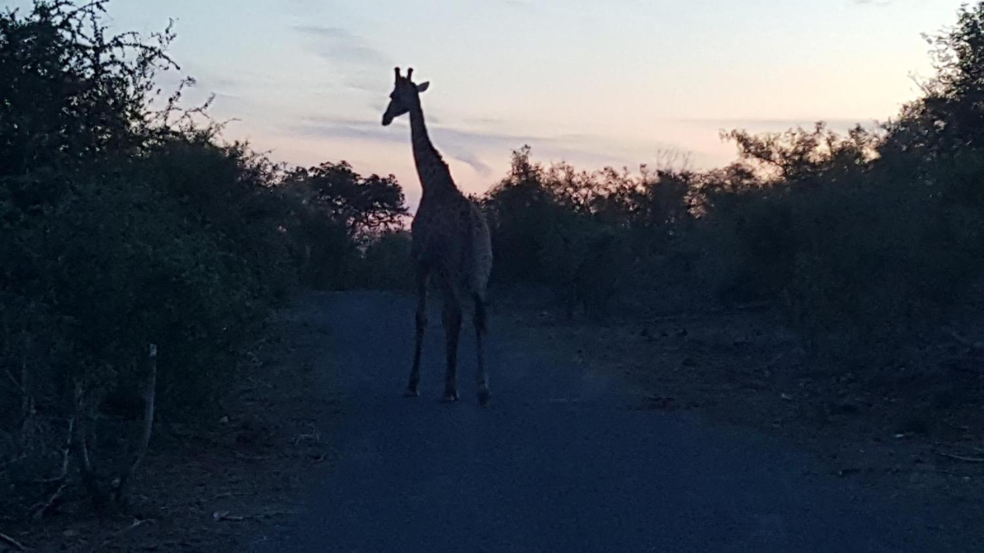 Muweti Bush Lodge Grietjie Game Reserve Ngoại thất bức ảnh